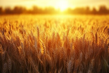 Poster - Golden wheat field swaying in the gentle breeze during sunset near a rural landscape in late summer
