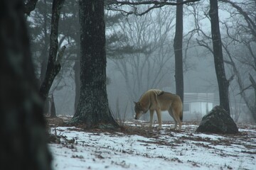 Poster - Wolf roaming in a misty forest during winter