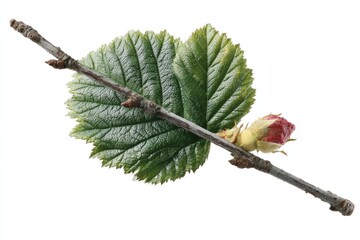 Poster - Detailed study of a budding rose branch with green leaves against a white background captured indoors
