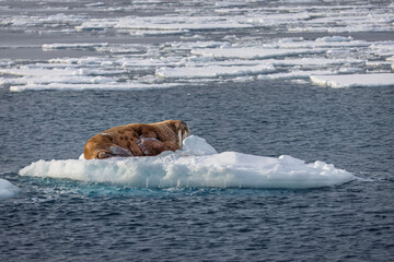 Wall Mural - walrus on an ice block in svalbard