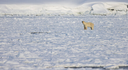 Wall Mural - polar bear in svalbard during winter