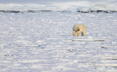 Wall Mural - polar bear in svalbard during winter