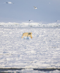 Wall Mural - polar bear in svalbard during winter