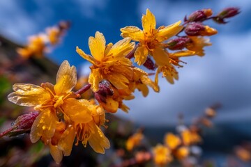 Aufkleber - Vibrant yellow flowers bloom under a bright sky near a serene body of water at midday in a picturesque natural setting