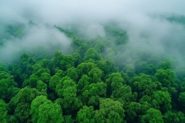 Aufkleber - Lush green forest shrouded in mist during early morning hours near a tranquil landscape