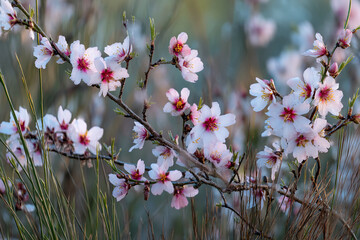 Poster - Close-up of delicate pink and white almond blossoms, showcasing their intricate details and soft texture, symbolizing springtime, renewal, and natural beauty