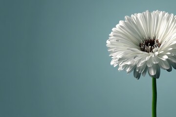 Poster - Close-up of a white flower against a soft blue background showcasing natural beauty and simplicity