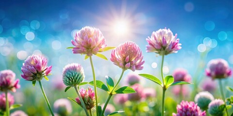 Poster - Vibrant pink flowers blooming in a sunlit field on a bright summer day