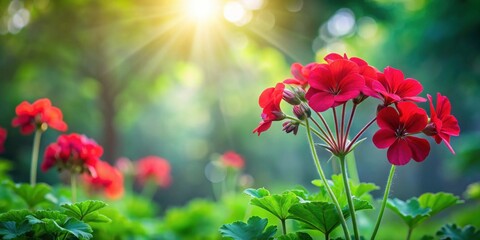 Poster - Vibrant Red Geraniums Basking in the Warm Sunlight of a Summer Garden
