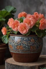 Poster - beautiful peach begonias in a decorative pot surrounded by lush green leaves indoors