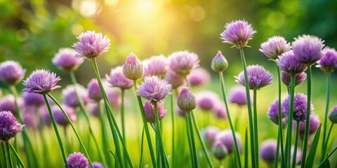 Poster - Vibrant purple blossoms bathed in warm sunlight, a picturesque summer meadow scene of delicate wildflowers