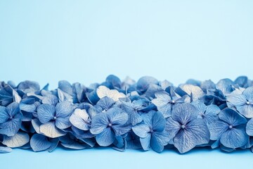 Aufkleber - Beautiful blue hydrangea flowers arranged neatly against a light blue background, showcasing their delicate natural charm in a serene setting