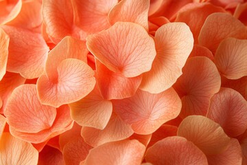 Poster - Delicate coral petals scattered on a soft surface creating a vibrant floral display
