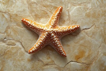Poster - Colorful starfish resting on a textured surface in a natural setting