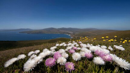 Poster - Delicate white and pink daisies bloom alongside golden dandelions in a sunlit field, framed by a serene blue sky, creating a peaceful atmosphere perfect for text