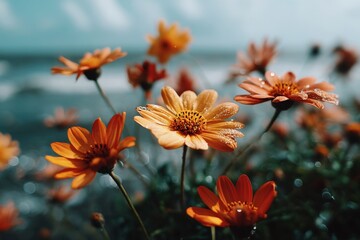Poster - Vibrant orange flowers with dew droplets blooming by the ocean shoreline on a sunny day