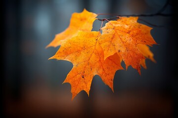 Fototapete - Bright orange maple leaves glistening in the soft autumn light among the trees in the forest