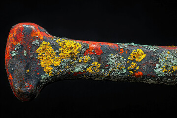 Poster - Close-up of an old, rusty metal object heavily covered in vibrant yellow and green lichen.