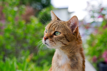 close-up headshot of cute female red brown adult tabby cat outdoors at garden. photo taken april 22n