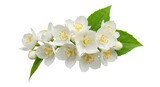 A cluster of white jasmine flowers with yellow centers and green leaves against a black background