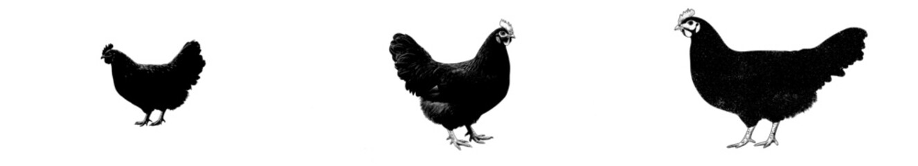 Poster - The image features a chicken and a hen in a vintage retro style, with a sketch created using ink and pencil, reminiscent of old school engravings