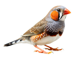 Wall Mural - common pheasant isolated on white