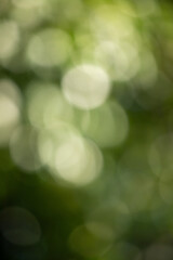 Wall Mural - the image is a blurry green background with white circles