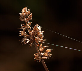 Wall Mural - A dried up plant with a spider web on it