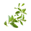 © CozyDesign - Floating Stevia Leaves Falling in the Air on Transparent Background