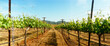 © Michael Marquand - Panoramic vineyards in spring, Napa Valley, California, USA.