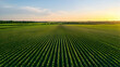 © artzone - Aerial View Of Green Crop Field At Sunset