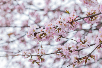 Wall Mural - a close-up photo of delicate pink cherry blossoms on a tree branch