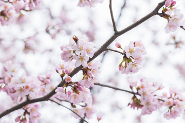Wall Mural - delicate pink cherry blossoms on a tree branch
