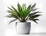 maceta, fábrica, pote, hojas, árbol, flor, naturaleza, aislada, planta de interior, casa, hierba, botánica, hojas,