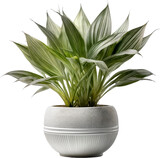 maceta, fábrica, pote, hojas, árbol, flor, naturaleza, aislada, planta de interior, casa, hierba, botánica, hojas,