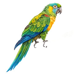 Naklejka na meble Vibrant colorful parrot png tropical parrot png macaw bird png exotic bird png colorful feathers png transparent background image