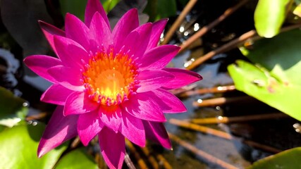 Wall Mural - Pink lotus   in pond  , outdoor  Chiangmai Thailand