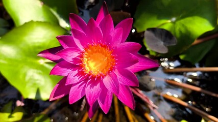 Wall Mural - Pink lotus   in pond  , outdoor  Chiangmai Thailand
