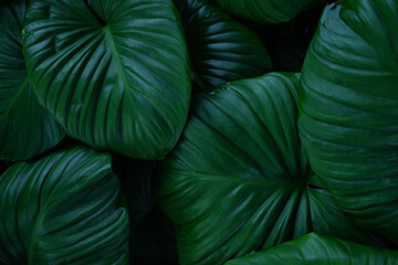 Fototapete - abstract tropical leaf textures on dark tone, natural green background.