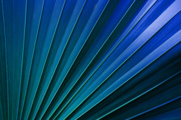 abstract palm leaf textures on dark blue tone, natural green background.