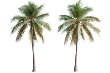 Two Coconut Tree PNGs with White Border – Isolated on Transparent Background