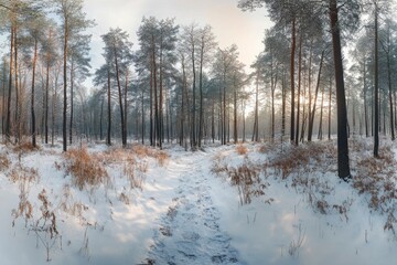  Winter Forest Path Through Snow Covered Trees