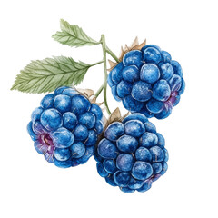 Poster - Watercolor painting of fresh vibrant blackberries on a branch with leaves