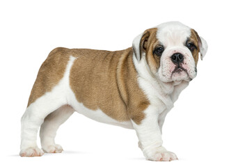 Aufkleber - Side view of a cute english bulldog puppy standing on a transparent background