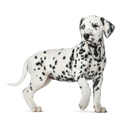 Fototapete - Adorable dalmatian puppy standing and looking away, isolated on transparent background