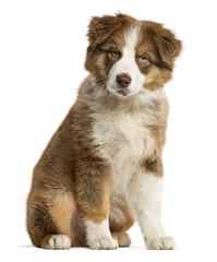 Aufkleber - Adorable australian shepherd puppy sitting and looking attentive, isolated on transparent background