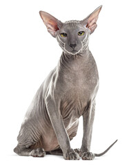 Fototapete - Studio shot of a donskoy cat sitting and posing on a transparent background