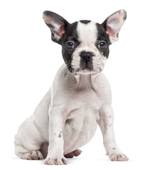 Aufkleber - Cute french bulldog puppy sitting and looking forward, isolated on a transparent background