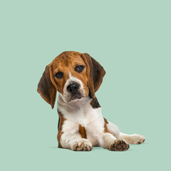 Aufkleber - Adorable beagle puppy lying down on a vibrant green background, creating a cheerful and playful scene