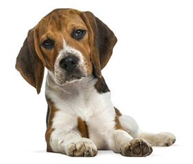Fototapete - Adorable beagle puppy lying down and looking curious, isolated on transparent background